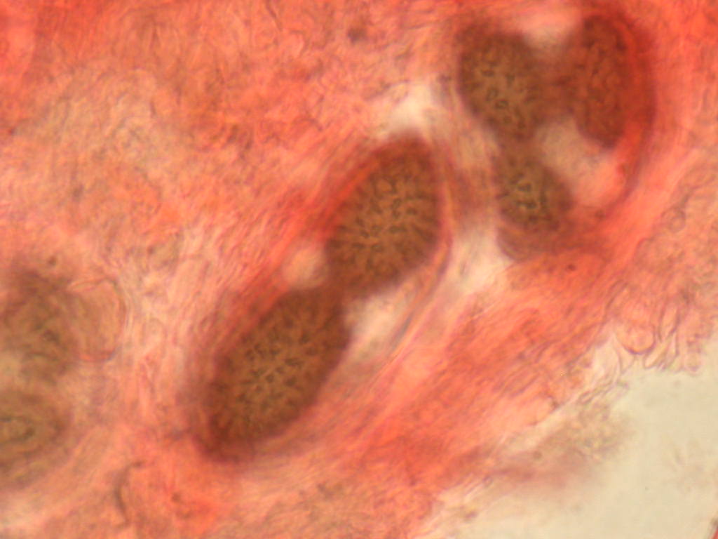 Con l''aiuto del microscopio... QUIZ